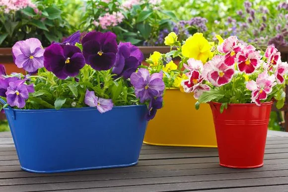 Bunte Stiefmütterchen in Übertöpfen